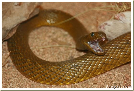 11 Most Poisonous Animals in the World: Box Jellyfish, King Cobra, Marbled Cone Snail, Blue-Ringed Octopus, Death Stalker Scorpion, Stonefish, and the last one is.....
