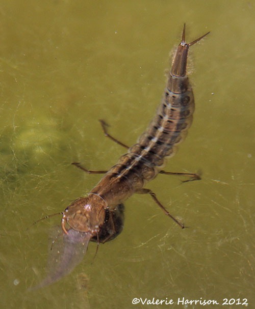 [great-diving-beetle-larva-2%255B2%255D.jpg]