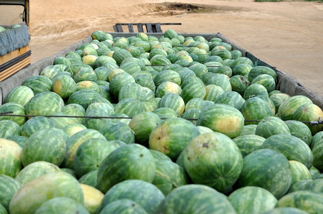 [watermelons%252011%25200705%2520%252813%2529%255B4%255D.jpg]