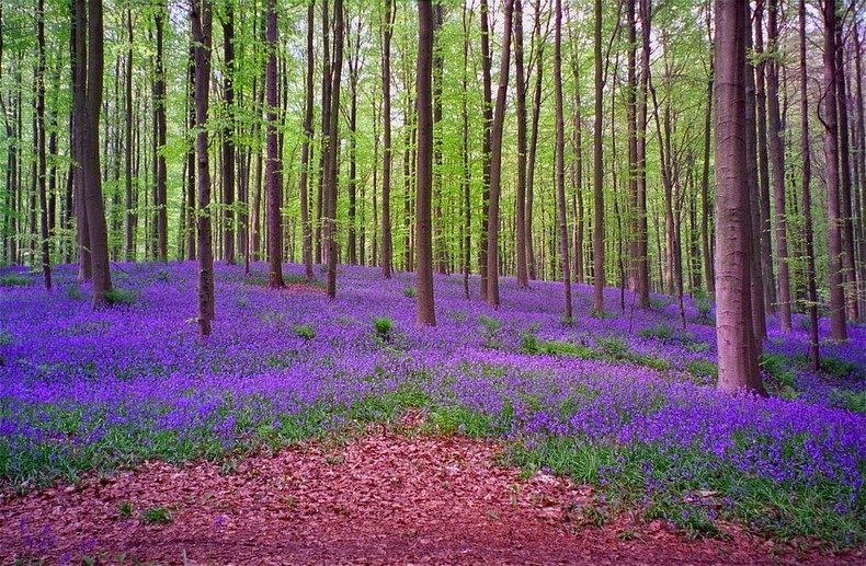 hallerbos-7 hallerbos-7