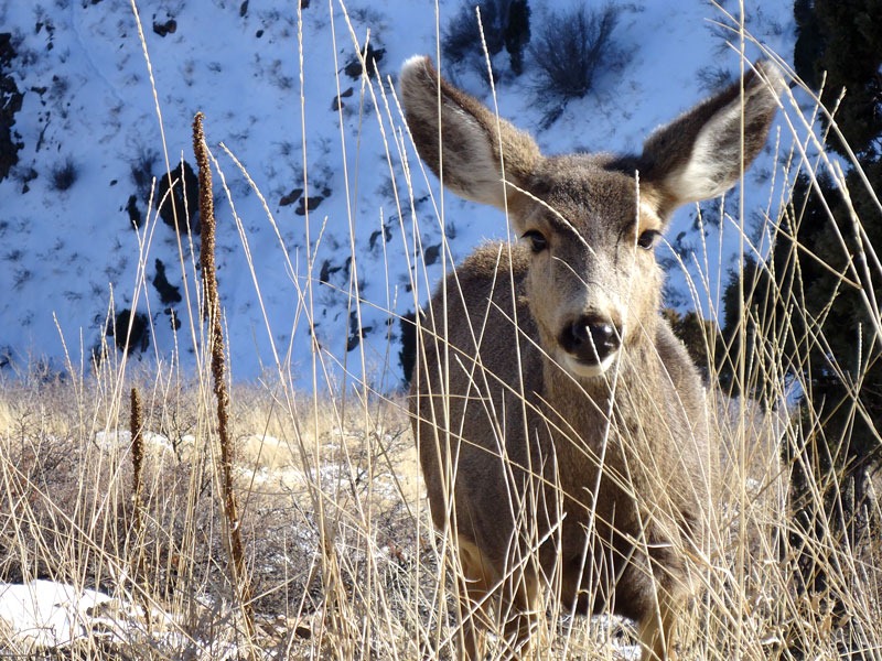 [SKArunner_Deer%255B11%255D.jpg]
