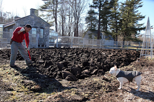 Phurba, you're doing a splendid job!  Franny, aerating sounds like a good idea, but it seems like so much work.  Why is this done for the garden?  Isn't it just...dirt?