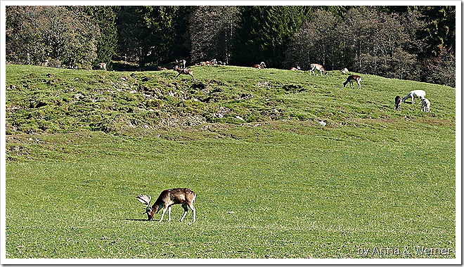 2011_10_30_059_WildparkAurich 2011_10_30_059_WildparkAurich