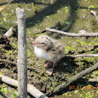 DSCN9521.JPG