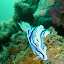 Anilao blue nudibranch