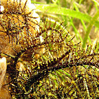 Commensal crinoid shrimp (Cabilao)