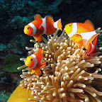 Clownfish (Cabilao)