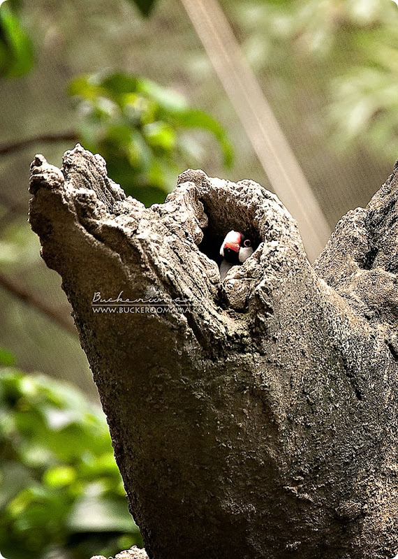 Bird-(2) Bird-(2)