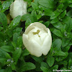 dmg_DSC02709.jpg