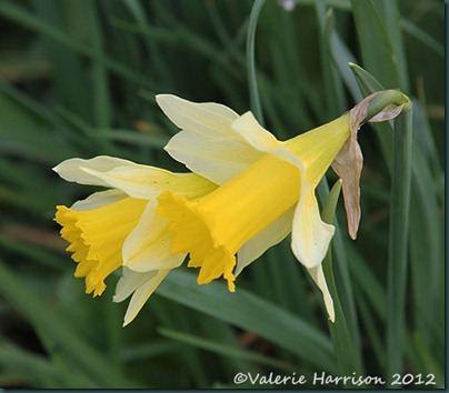 wild-daffodils