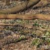 Rezerwat "Śnieżycowy Jar" dsc07009.jpg
