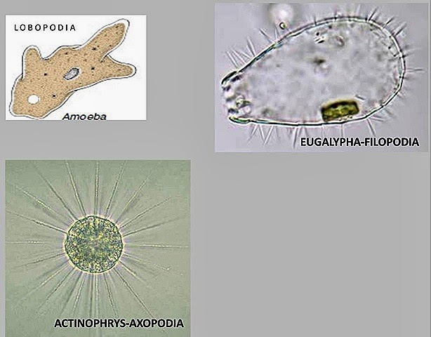 [Pseudopodia-protozoa%255B11%255D.jpg]