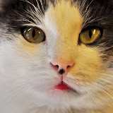 gatti