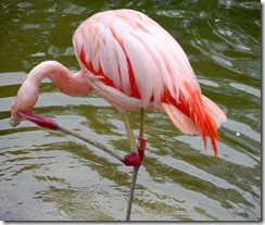 aviary26