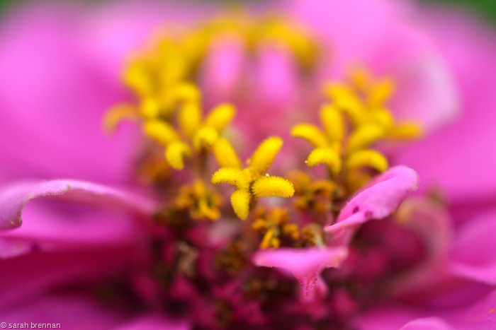 [DSC_0075%2520%252811%2529%255B2%255D.jpg]