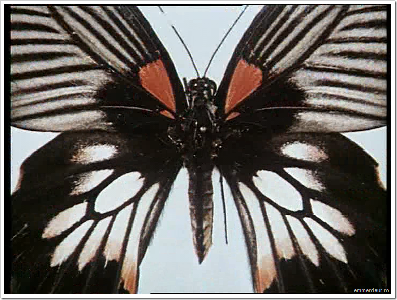 jan svankmajer historia naturae emmerdeur_94 jan svankmajer historia naturae emmerdeur_94
