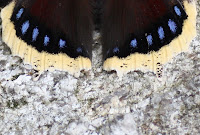 IMG_4880.JPG