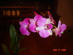 DSC01285.JPG