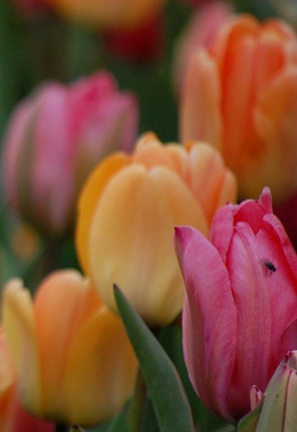 [tulips5%255B2%255D.jpg]