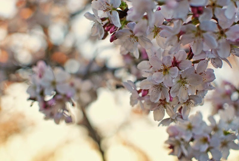 Cherry Blossoms 315