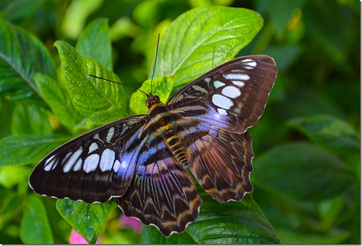 Vibrant Butterfly