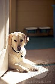 [dogdoor%255B2%255D.jpg]