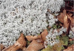 fruticose lichen fruticose lichen