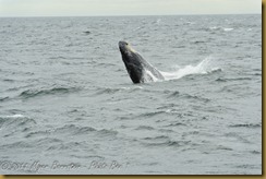 Whale Watch _ROT3978 June 02, 2011 NIKON D3S