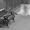 20081017 Saranat_07-Edit.jpg