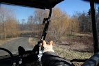 Thanks for taking the wheel, Franny.  I want to inspect this grove of weeping willows.  They begin to take on a golden glow when spring is approaching.