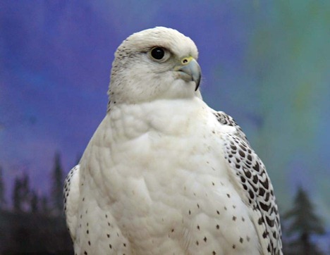 Gyrfalcon