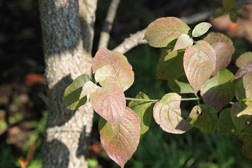 And don't you love how the leaves turn bronzy before dropping for the winter?