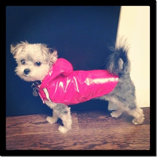 hurricane-sandy-dogs-12