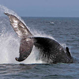 Humpback whale