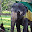 ELEFANT SRI LANKA