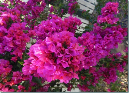 Bouganvillea