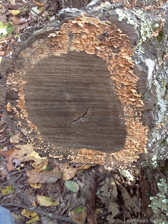 [IMG_20111002_153637%255B8%255D.jpg]