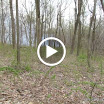 MVI_0380.MOV