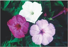 mirabilis jalapa 