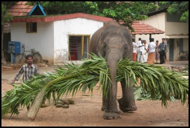 Kerelan Elephant