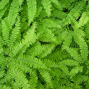 Maiden hair fern