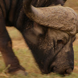 Cape Buffalo grazes in Kruger National Park, South Africa.
