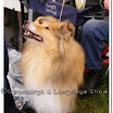 Pedigree Dogs 010.jpg