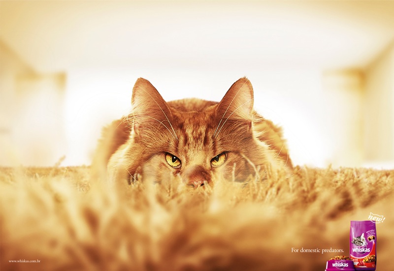 Ad whiskas gato savana 2