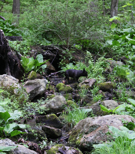 I really blend in well - a natural camouflage.  It's so much fun exploring the great outdoors.