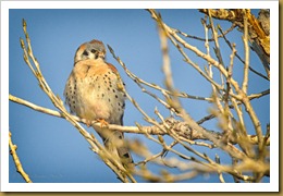 - kESTREL_ROT6892 February 17, 2012 NIKON D3S