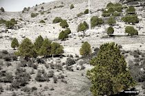 Trees along the road from Margilan to Tashkent, Uzbekistan