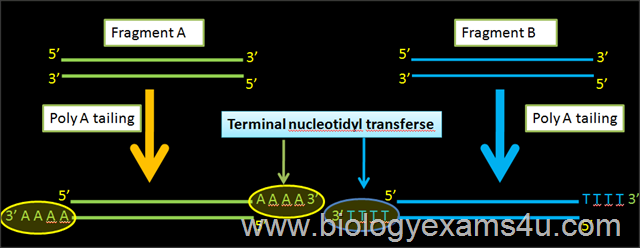 [TerminalnucleotydyltransferaseinrDNA.png]
