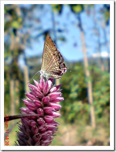 The Peablue, Pea Blue, or Long-tailed Blue (Lampides boeticus) 2