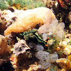 Nudibranch (Bangka Island)